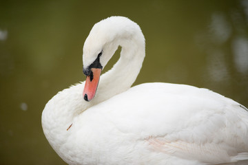 Obraz premium Cigno in parco cittadino