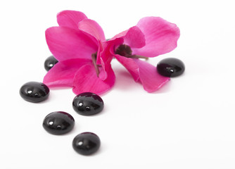 Spa still life with pink flowers and black zen stone on white