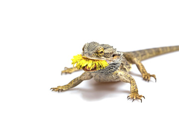 Front view od the agama lizard with dandelion