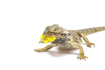 Side view od the agama lizard with dandelion