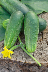 Cucumbers on wooden background