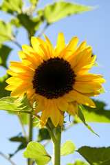 Sonnenblume