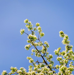 Beautiful spring blooming tree