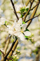 Beautiful spring blooming tree