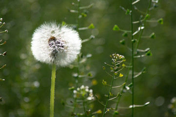 dandelion on a background of green grass.