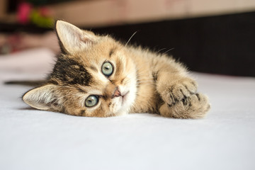 pretty little fluffy kitten British golden chinchilla ticked lying on his side pursing paws on bed - obrazy, fototapety, plakaty