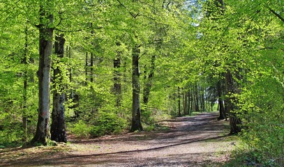Buchenwald im Frühling