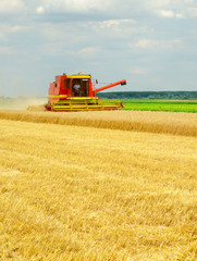 Harvester combine harvesting wheat in summer