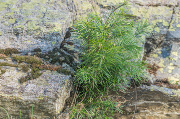 Маленькая ель на фоне камня.