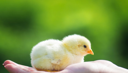 The little chick in hands