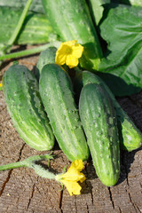 Cucumbers on wooden background
