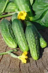 Cucumbers on wooden background