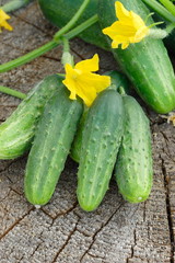 Cucumbers on wooden background