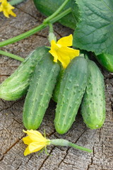 Cucumbers on wooden background