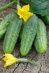 Cucumbers on wooden background