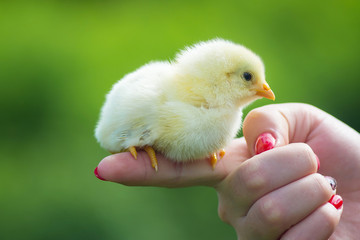 The little chick in hands