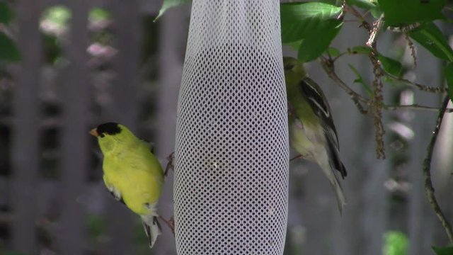 two American goldfinches (Spinus tristis) sharing a nyjer seed sock