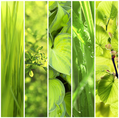 Collage of different nature green backgrounds