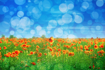 Beautiful meadow flowers with bokeh