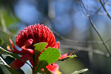 Red flower head of an Australian Waratah (Telopea).