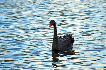 Australian Black Swan swimming on a pond with the blue sky reflecting on the water's surface.