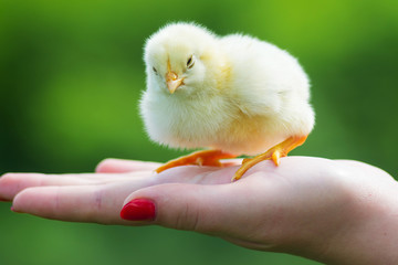 The little chick in hands