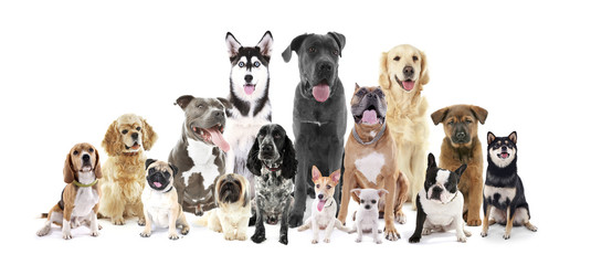 Group of different breed dogs sitting in front, isolated on white - obrazy, fototapety, plakaty