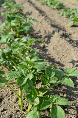 Field of germinated potatoes