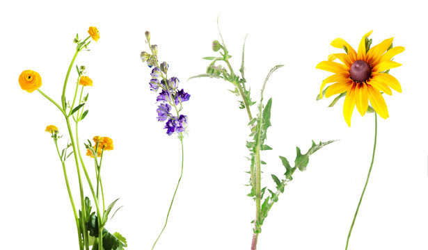 Set Of Beautiful Meadow Flowers, Isolated On White