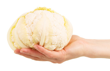 Fresh cauliflower in a female hand isolated on white 