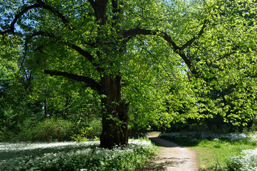 Buche umgeben von Bärlauch