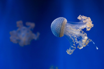 Naklejka premium White-spotted jellyfish (Phyllorhiza punctata).
