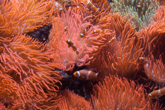 Ocellaris clownfish (Amphiprion ocellaris).