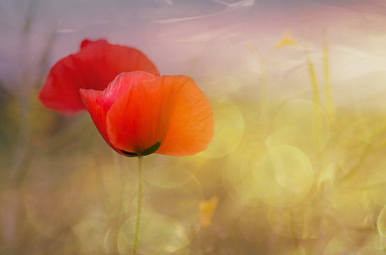  poppy