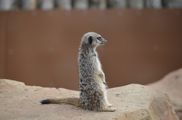 Fototapeta premium Meerkat