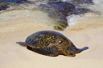 Wild Honu giant Hawaiian green sea turtles at Hookipa Beach Park, Maui