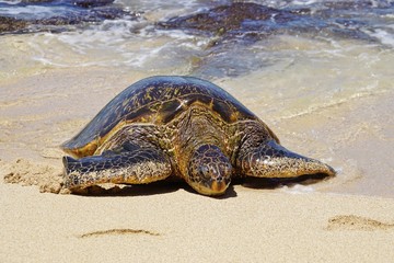 Wild Honu giant Hawaiian green sea turtles at Hookipa Beach Park, Maui