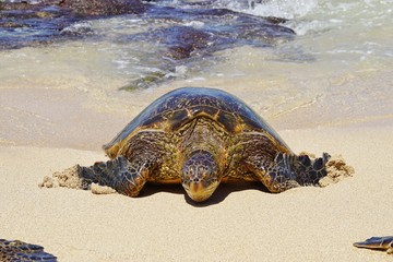 Wild Honu giant Hawaiian green sea turtles at Hookipa Beach Park, Maui