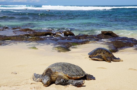 Wild Honu giant Hawaiian green sea turtles at Hookipa Beach Park, Maui
