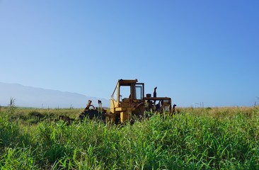 Sugar growing in a field in Maui, Hawaii