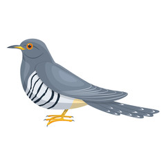 Cuckoo bird vector illustration isolated on white background