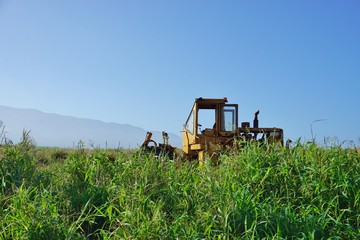 Sugar growing in a field in Maui, Hawaii