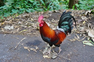 Colorful rooster crossing the road