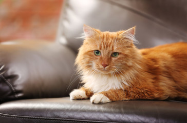 Fluffy red cat lying on a sofa