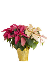 white and red leafed poinsettia