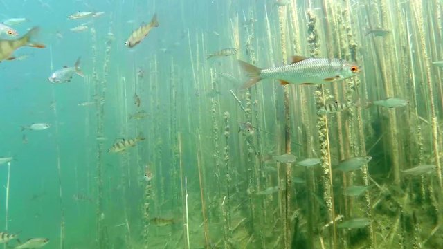 School of fish in the lake