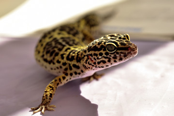 Leopard Gecko in the Sun