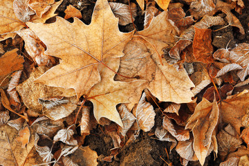 Pile of different dry leaves underfoot
