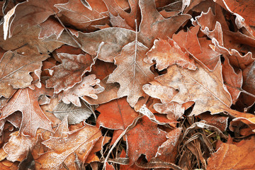 Pile of different dry leaves underfoot
