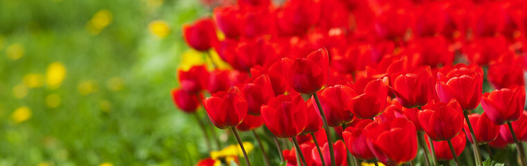 Red tulips and green grass with blur in perspective